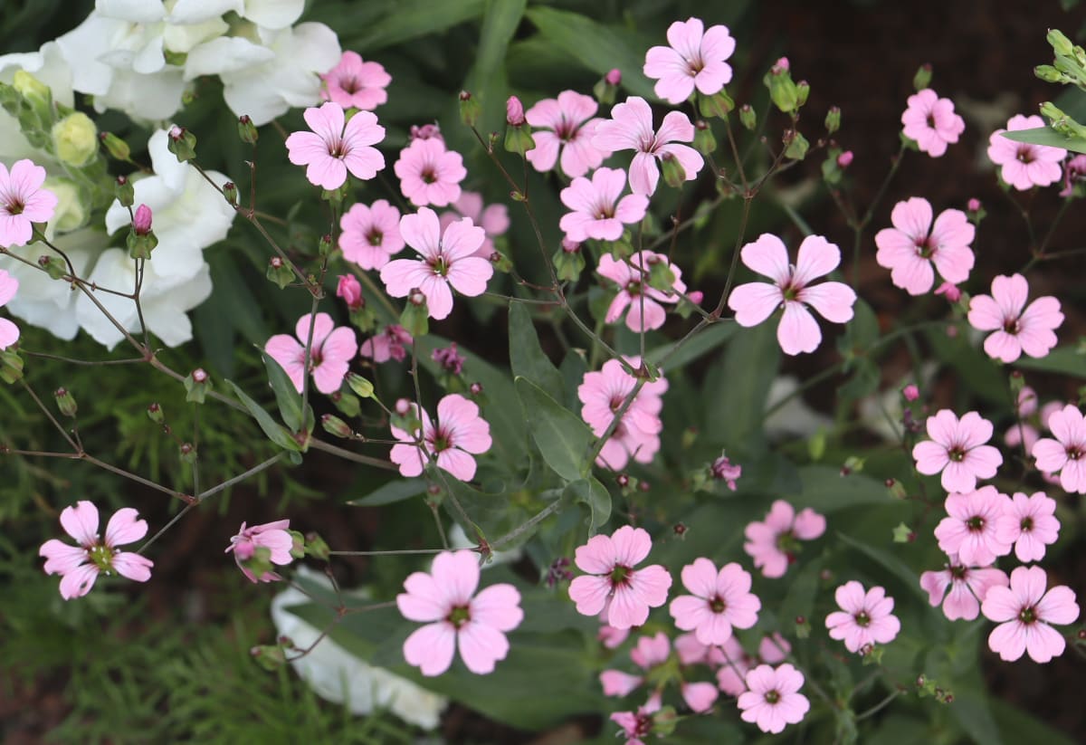 Saponaria 'Pink Beauty'