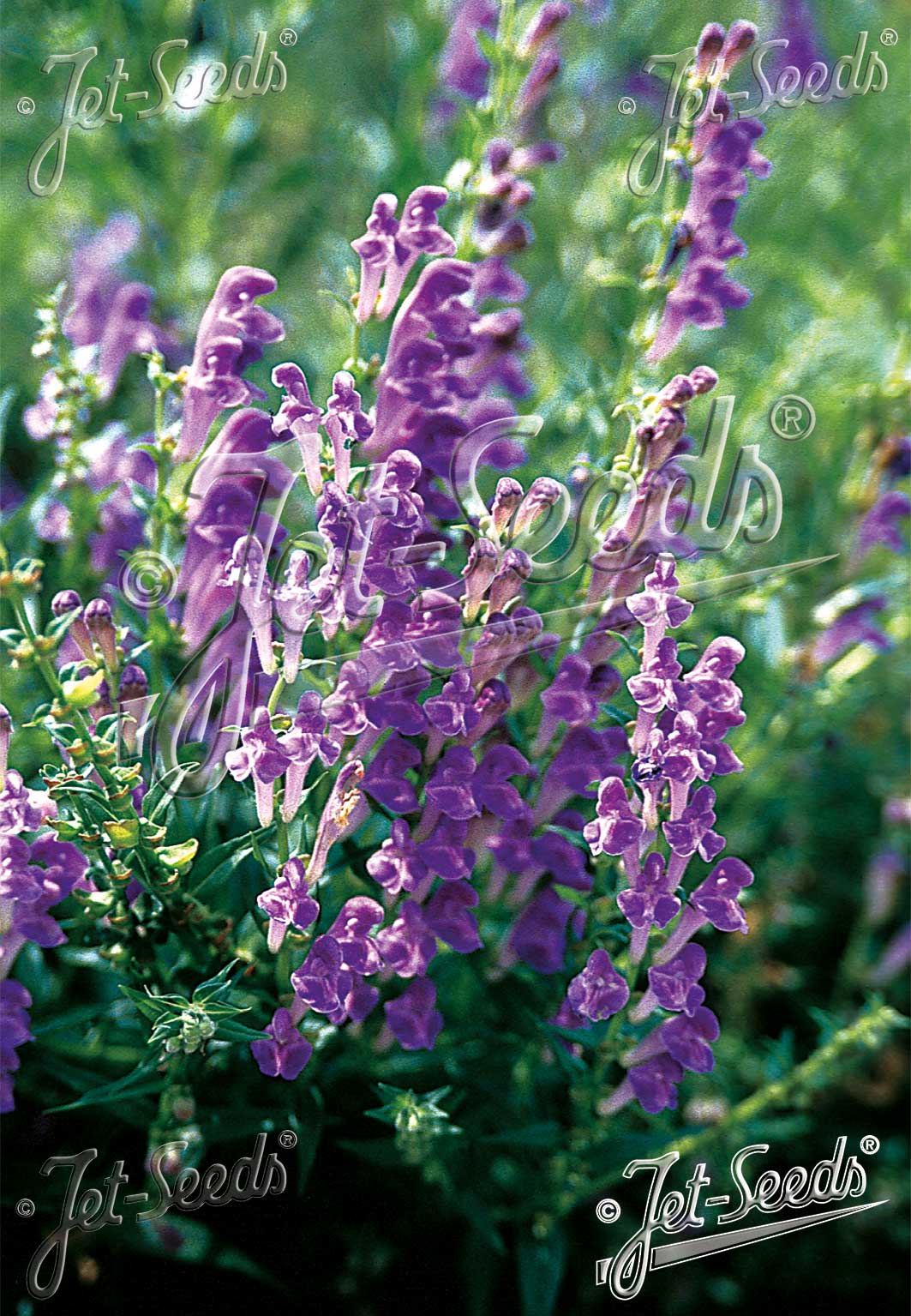 Scutellaria baicalensis 'BLBP 02'