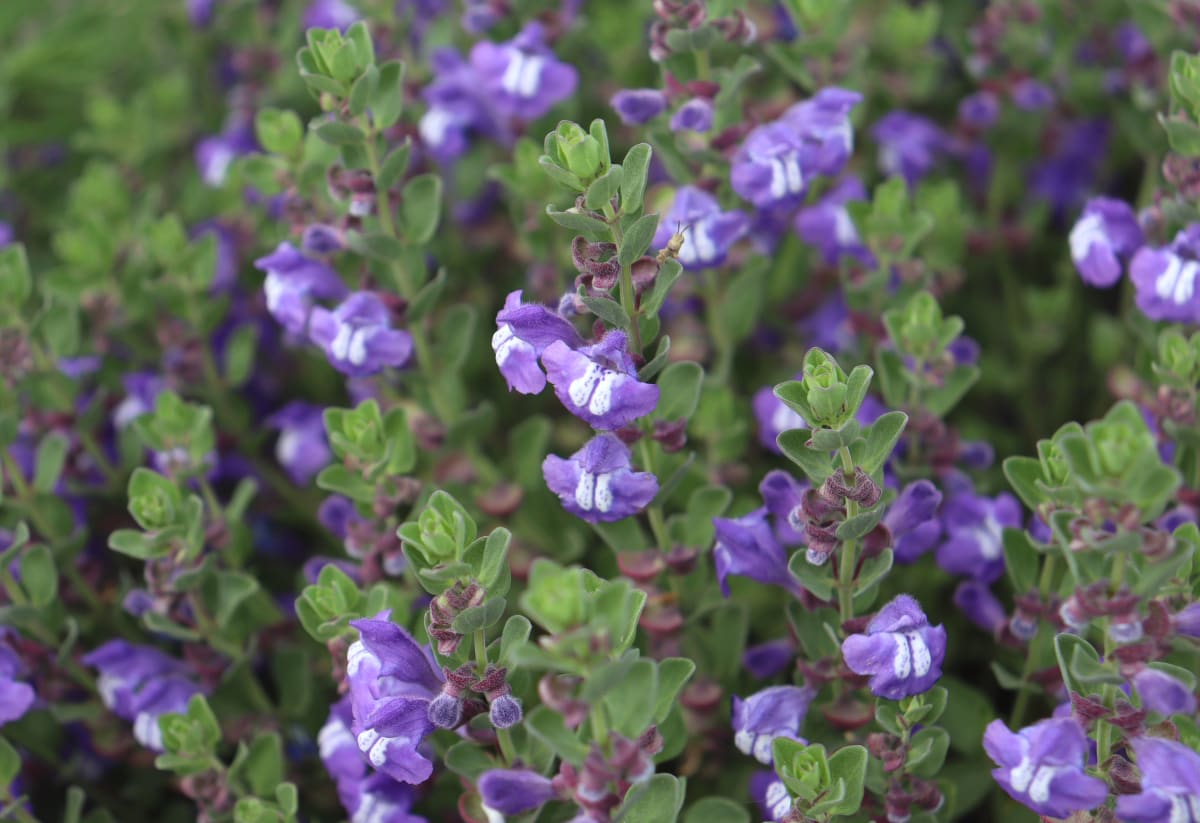 Scutellaria resinosa 'Smoky Hills'