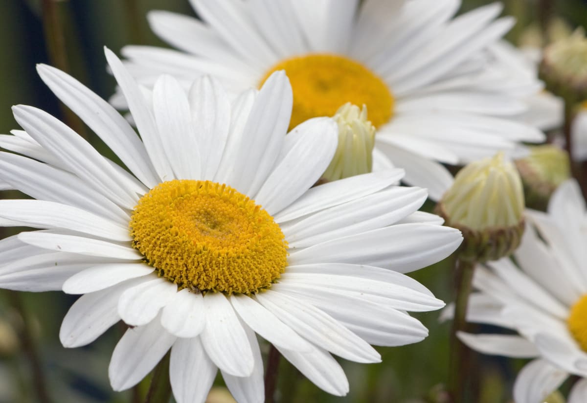 Shasta Daisy 'Silver Princess'