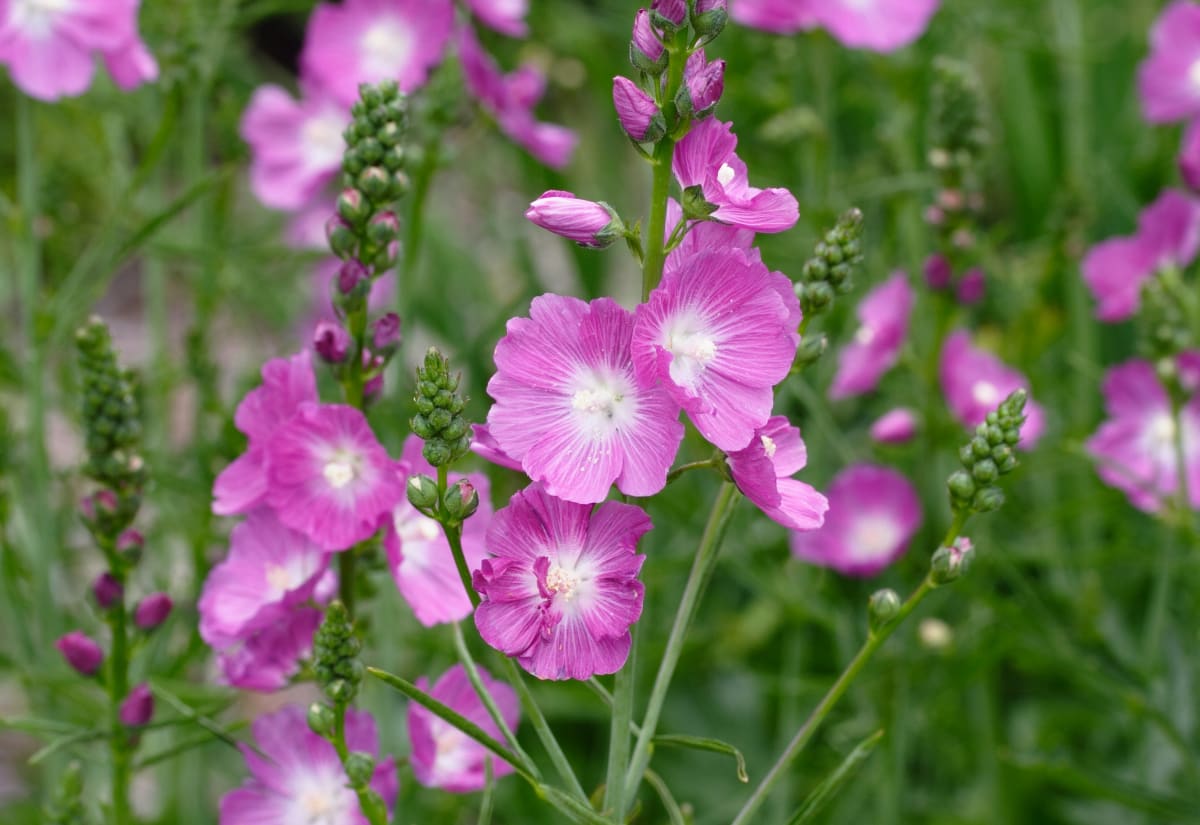 Sidalcea malviflora 'Party Girl'
