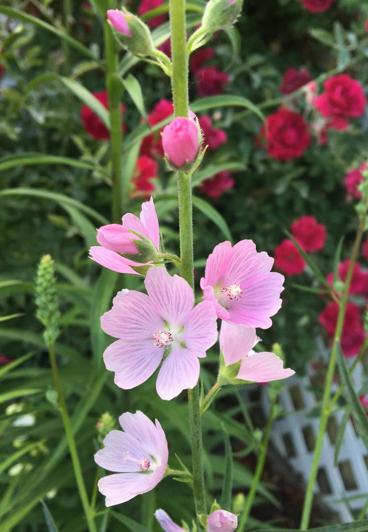 Sidalcea malviflora 'Rosaly'