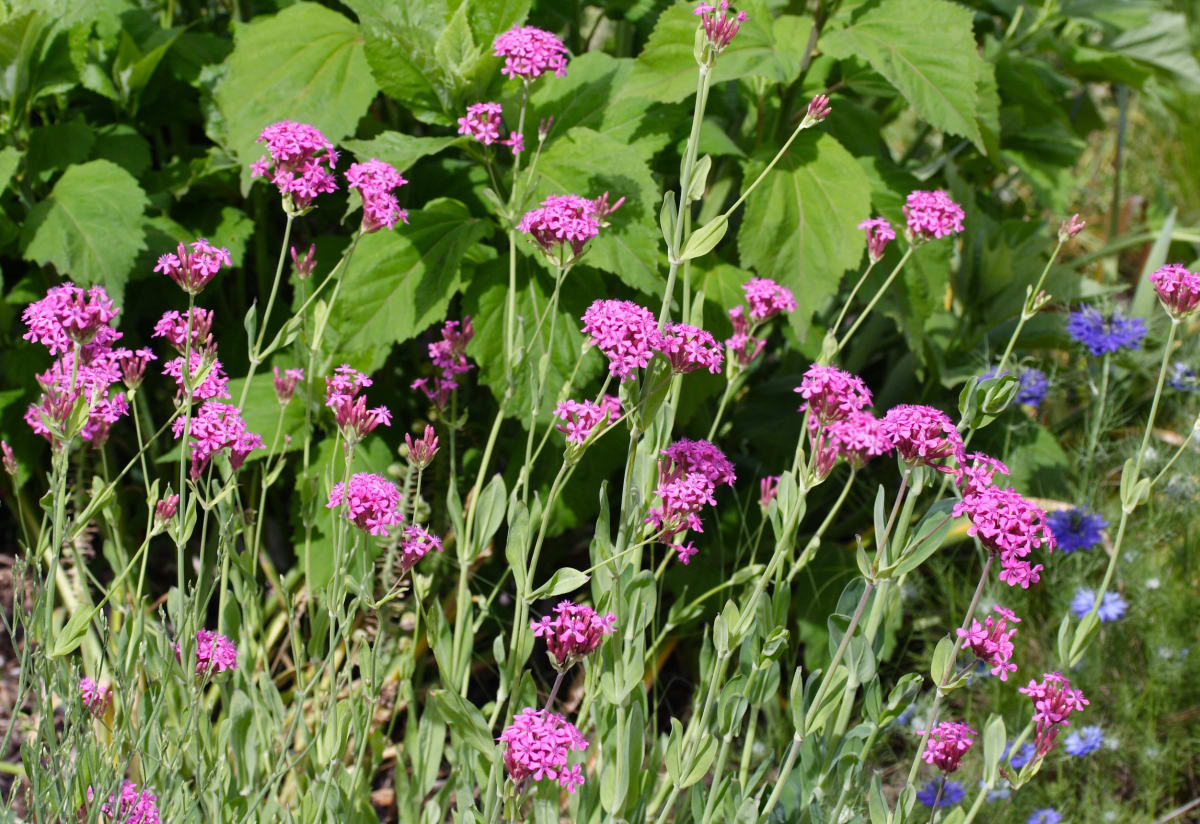Silene orientalis