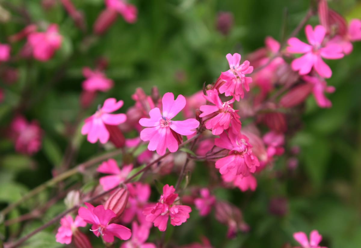 Silene pendula 'Triumph Rose'