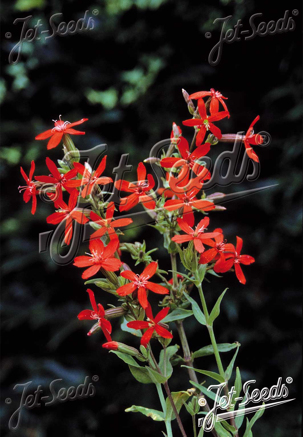 Silene regia