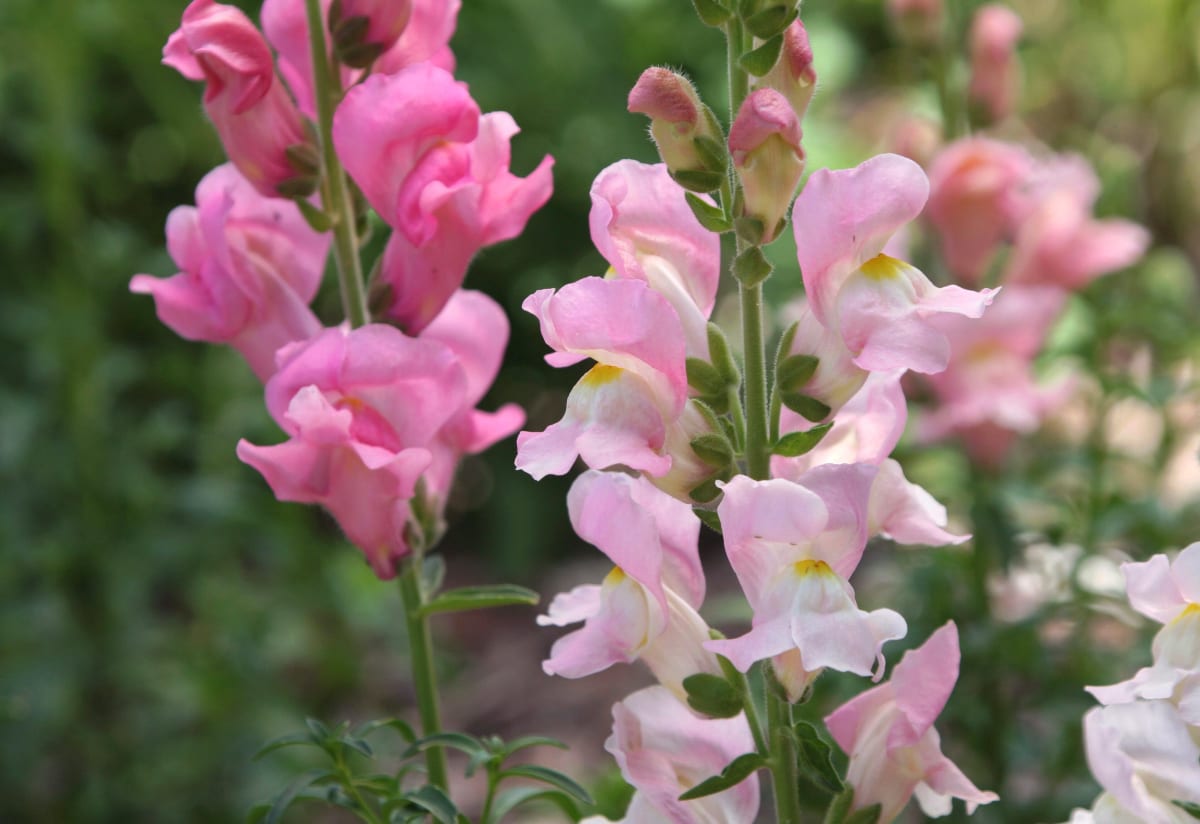 Snapdragon 'Apple Blossom'
