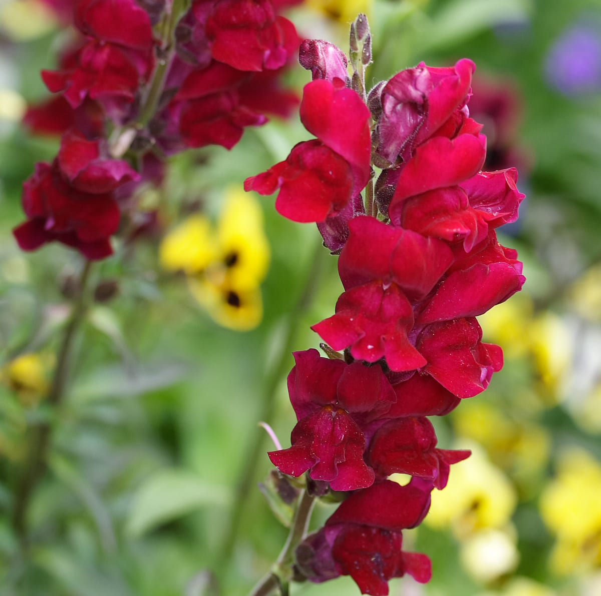 Snapdragon 'Black Prince'