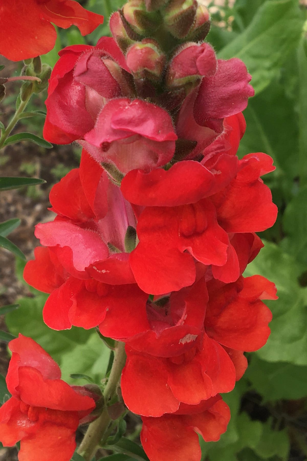 Snapdragon 'Defiance'