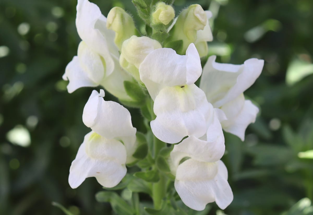 Snapdragon 'Royal Bride'
