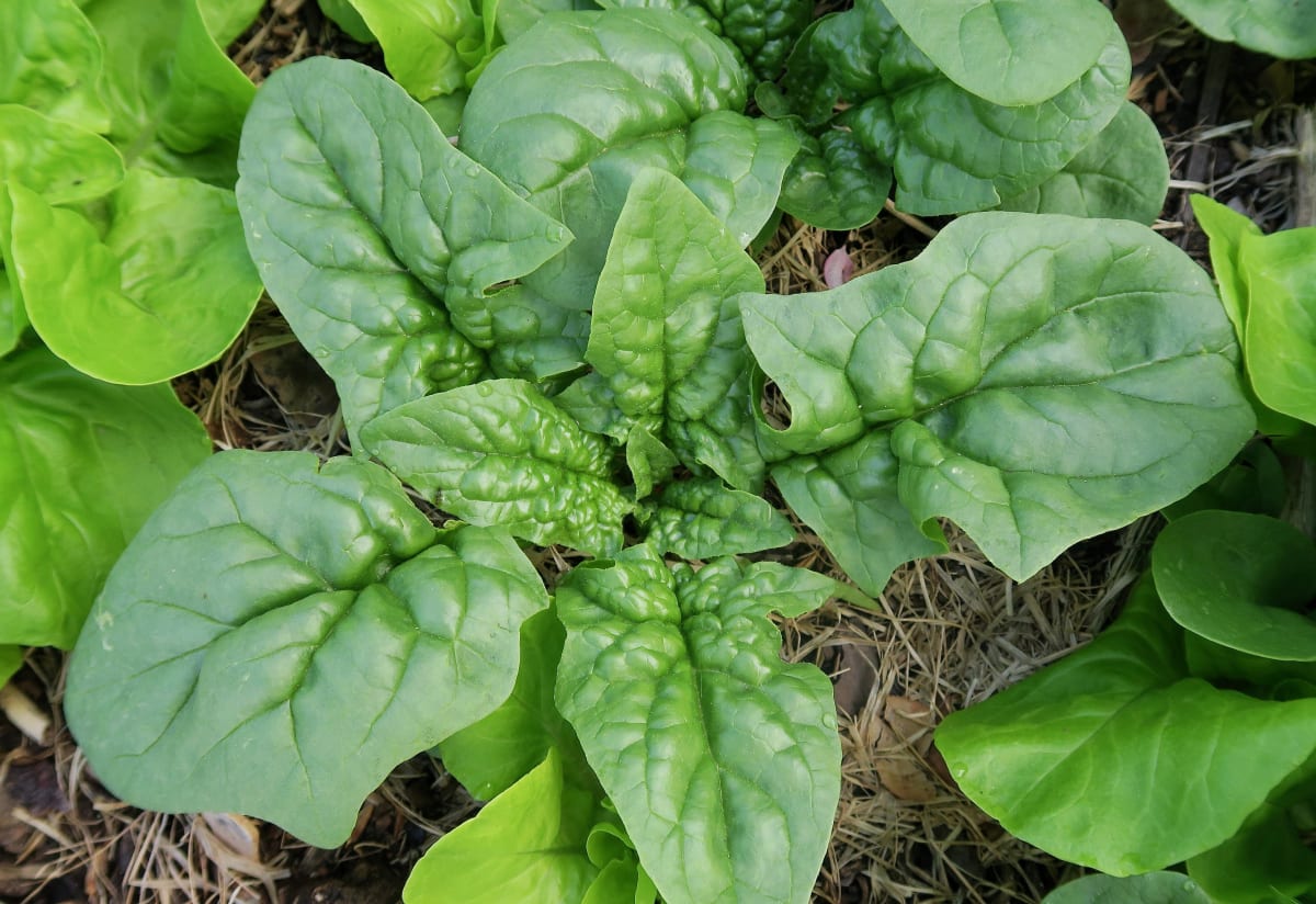 Spinach 'Bloomsdale Long Standing'