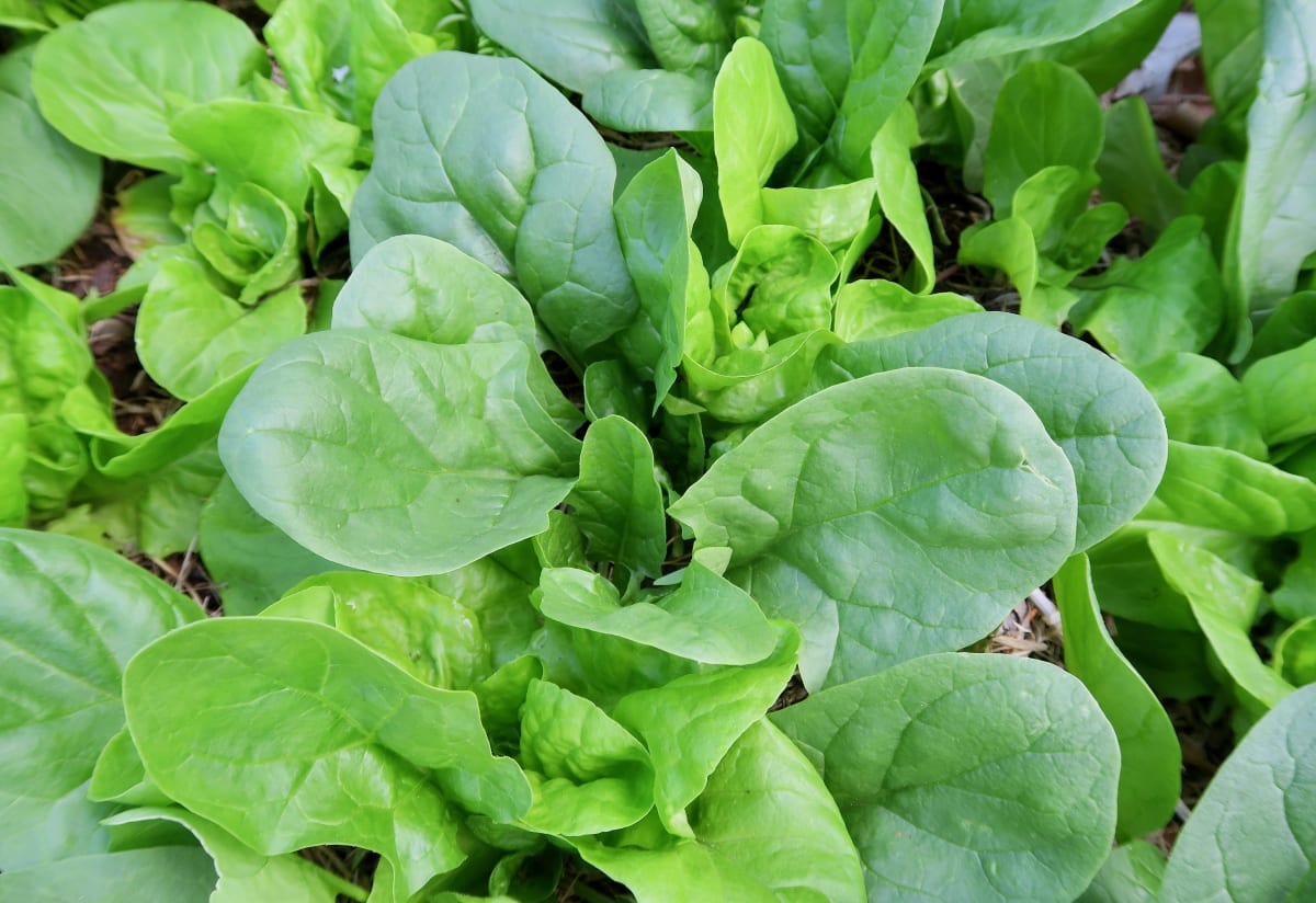 Spinach 'Giant Noble'