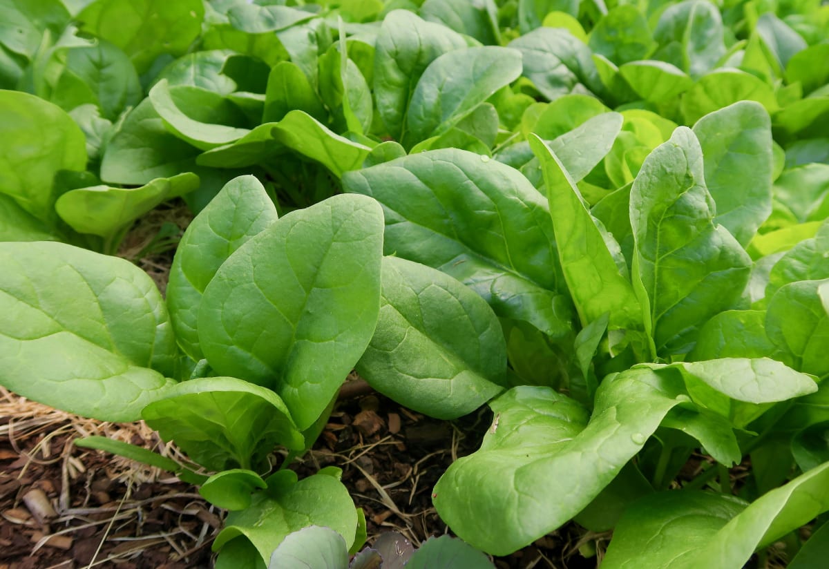 Spinach 'Viroflay'