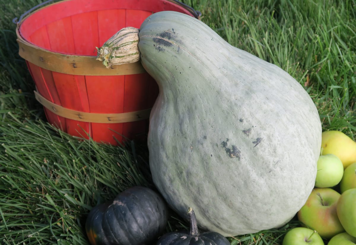 Squash 'Blue Hubbard'