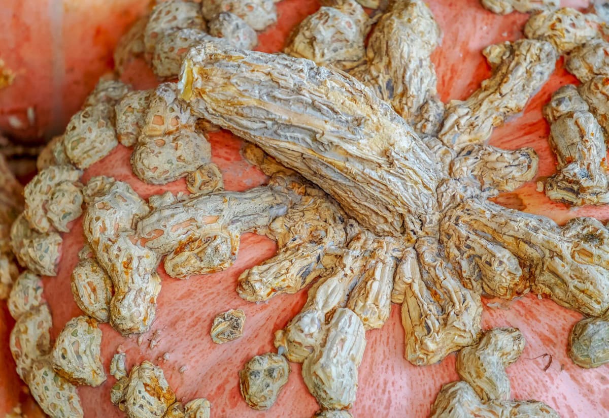 Squash 'Galeux d'Eysines'