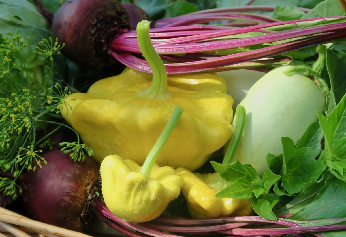 Squash 'Gelber Englischer Custard'