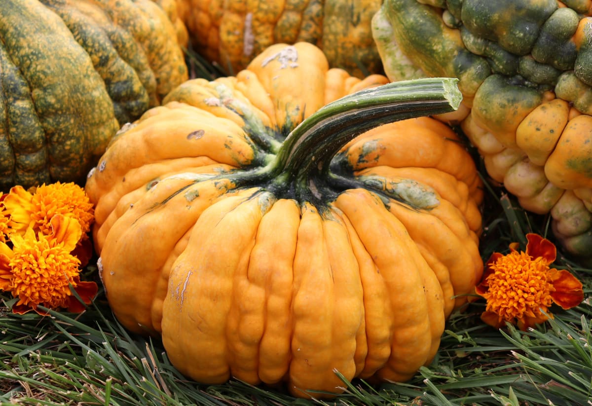 Squash 'Guicoy'