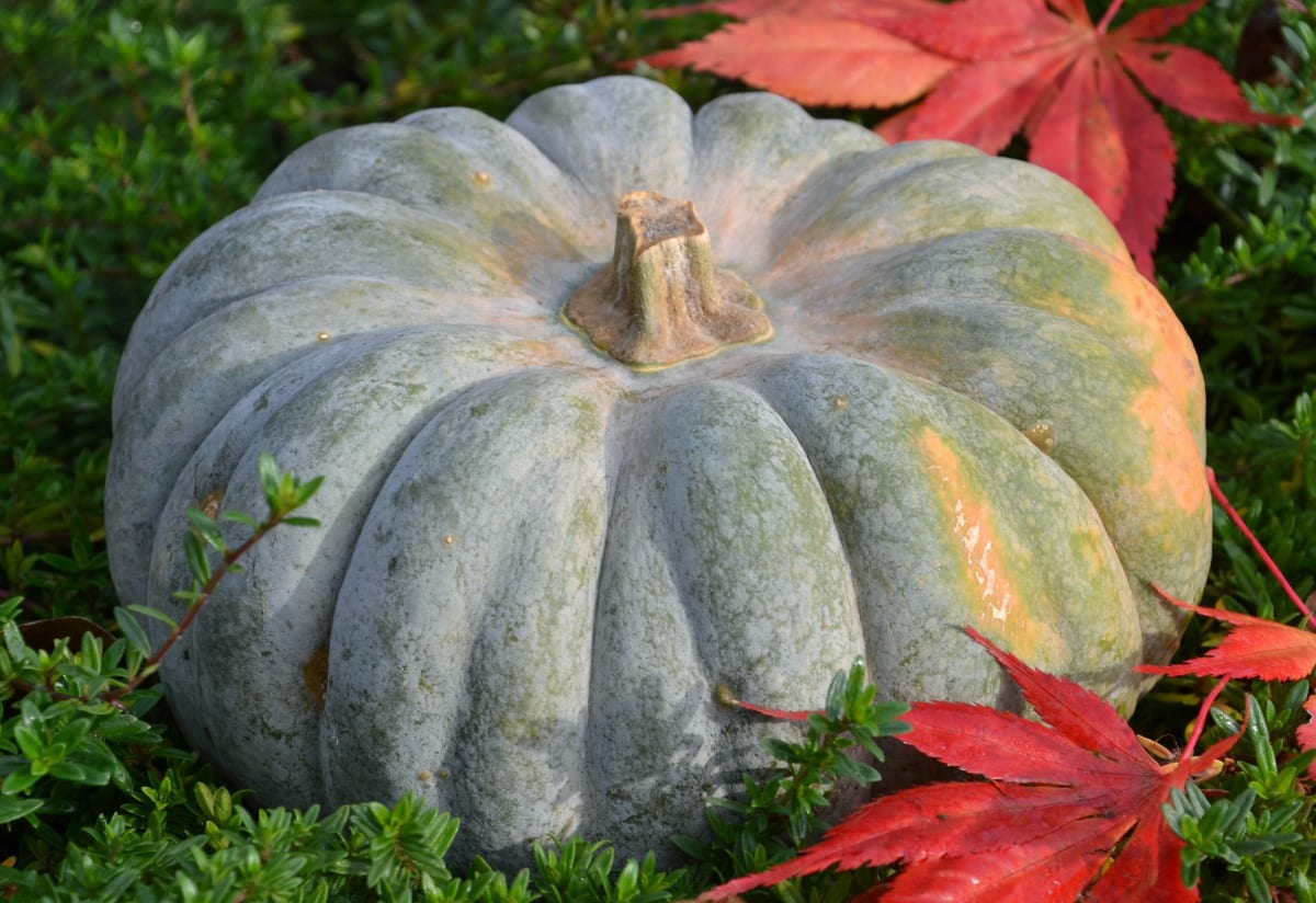 Squash 'Jarrahdale Pumpkin'