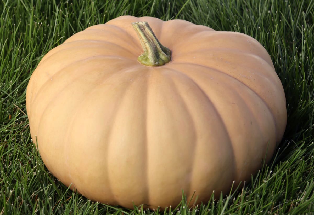 Squash 'Long Island Cheese'