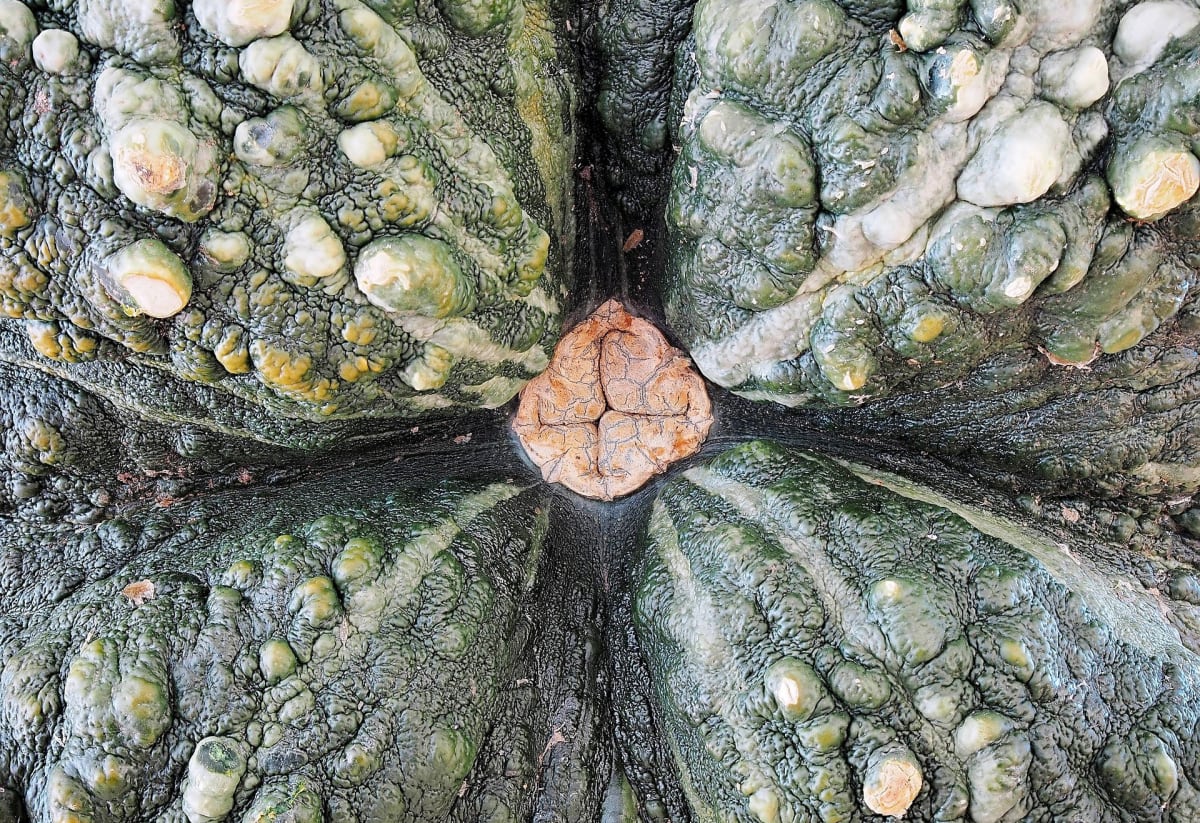 Squash 'Marina di Chioggia'