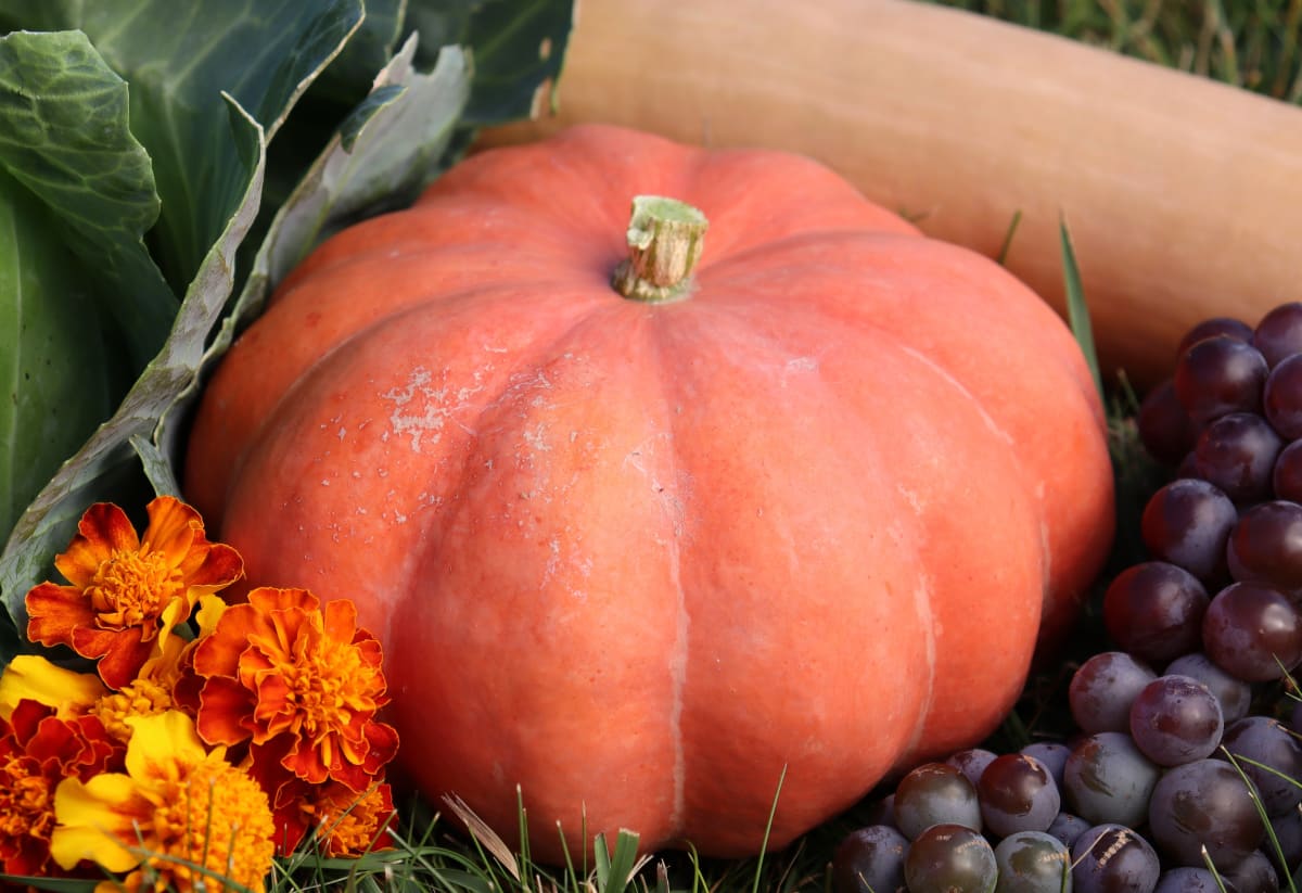 Squash 'Moranga'
