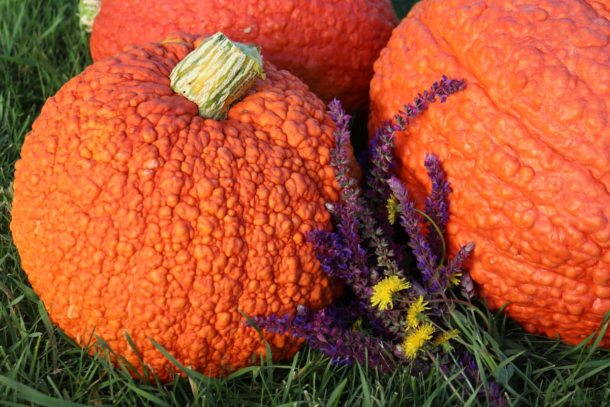 Squash 'Red Warty Thing'