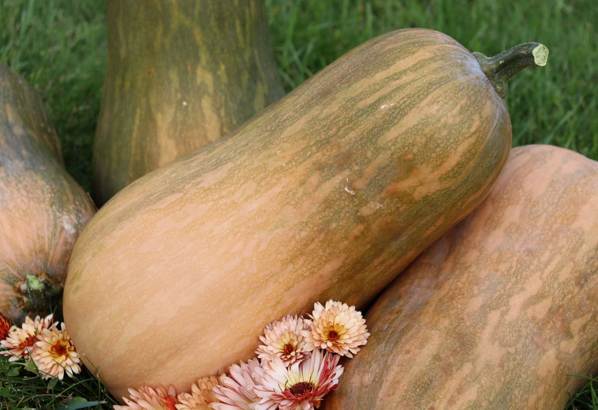 Squash 'Sucrine du Berry'
