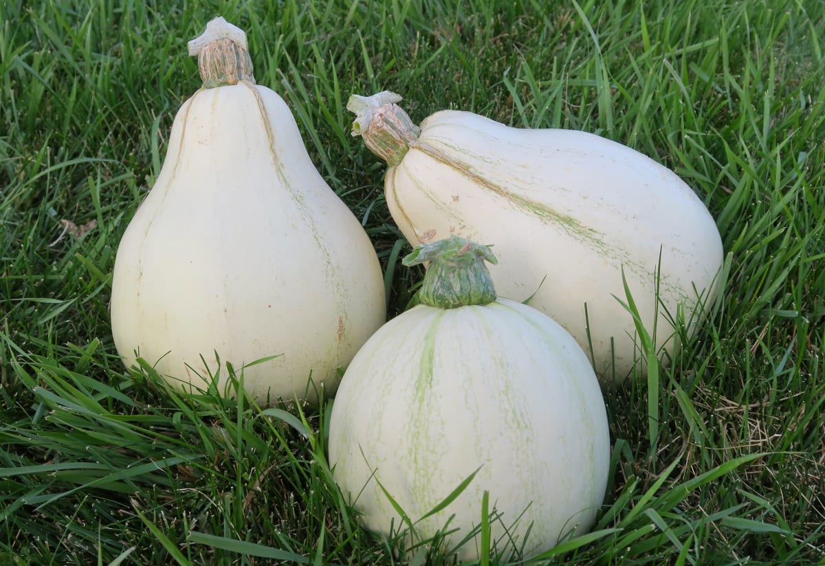 Squash 'Tennessee Sweet Potato'