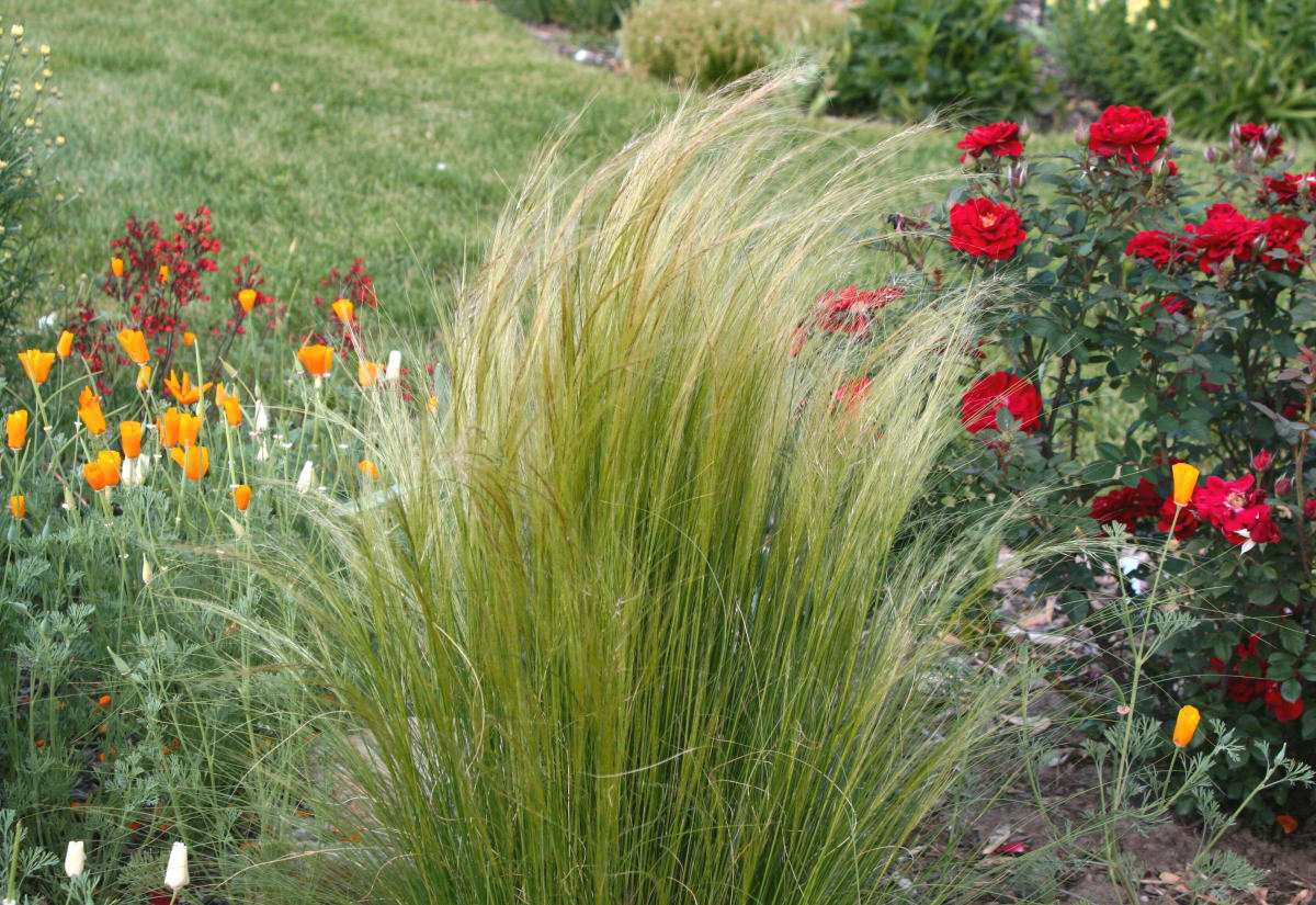 Stipa tenuissima