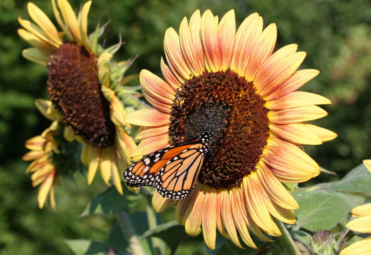 Sunflower 'Autumn Beauty Mix'