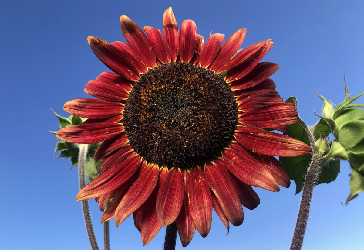 Sunflower 'Chocolate Cherry'