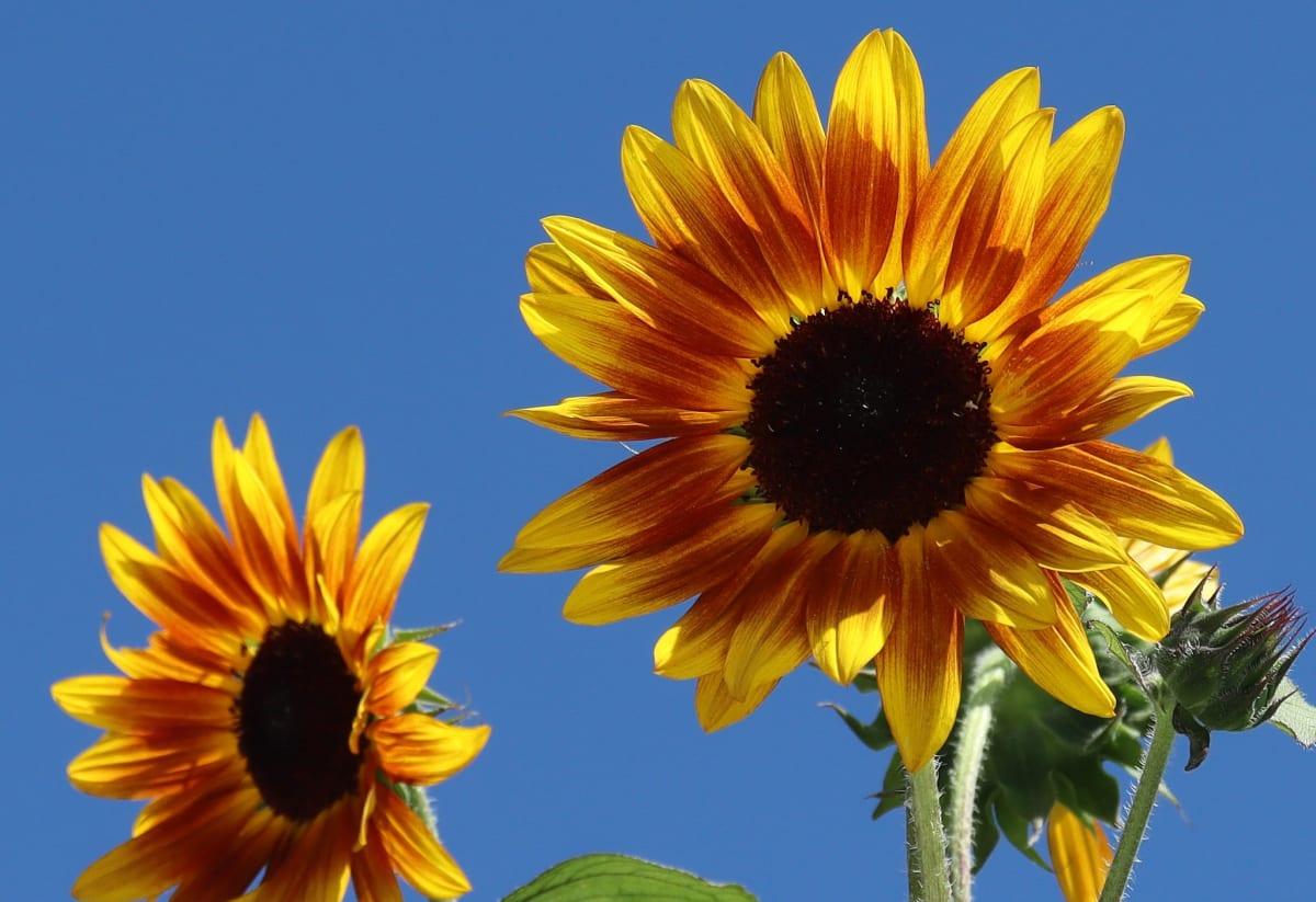 Sunflower 'Earthwalker'
