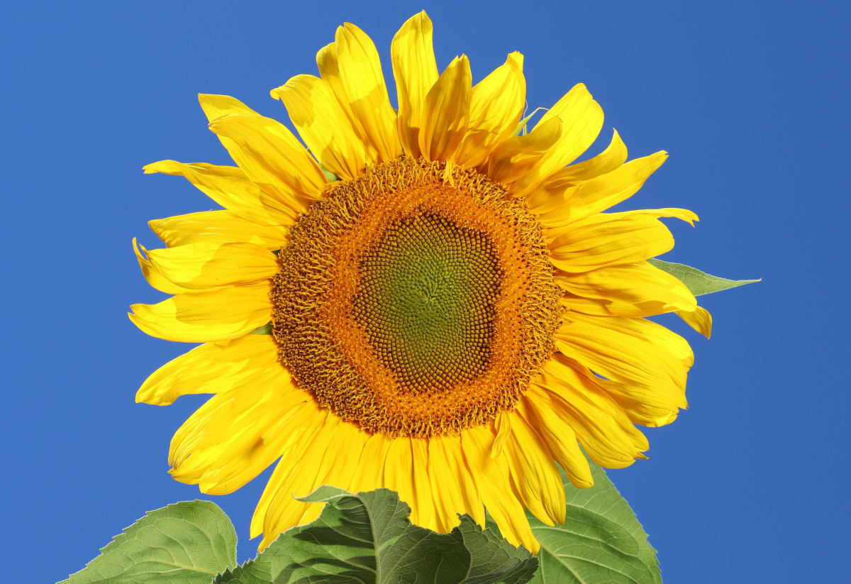 Sunflower 'Mongolian Giant'