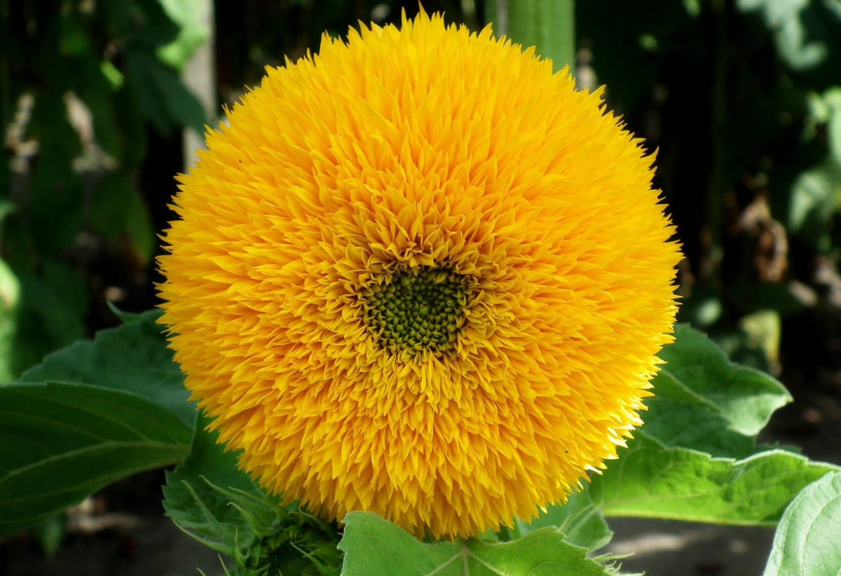 Sunflower 'Teddy Bear'