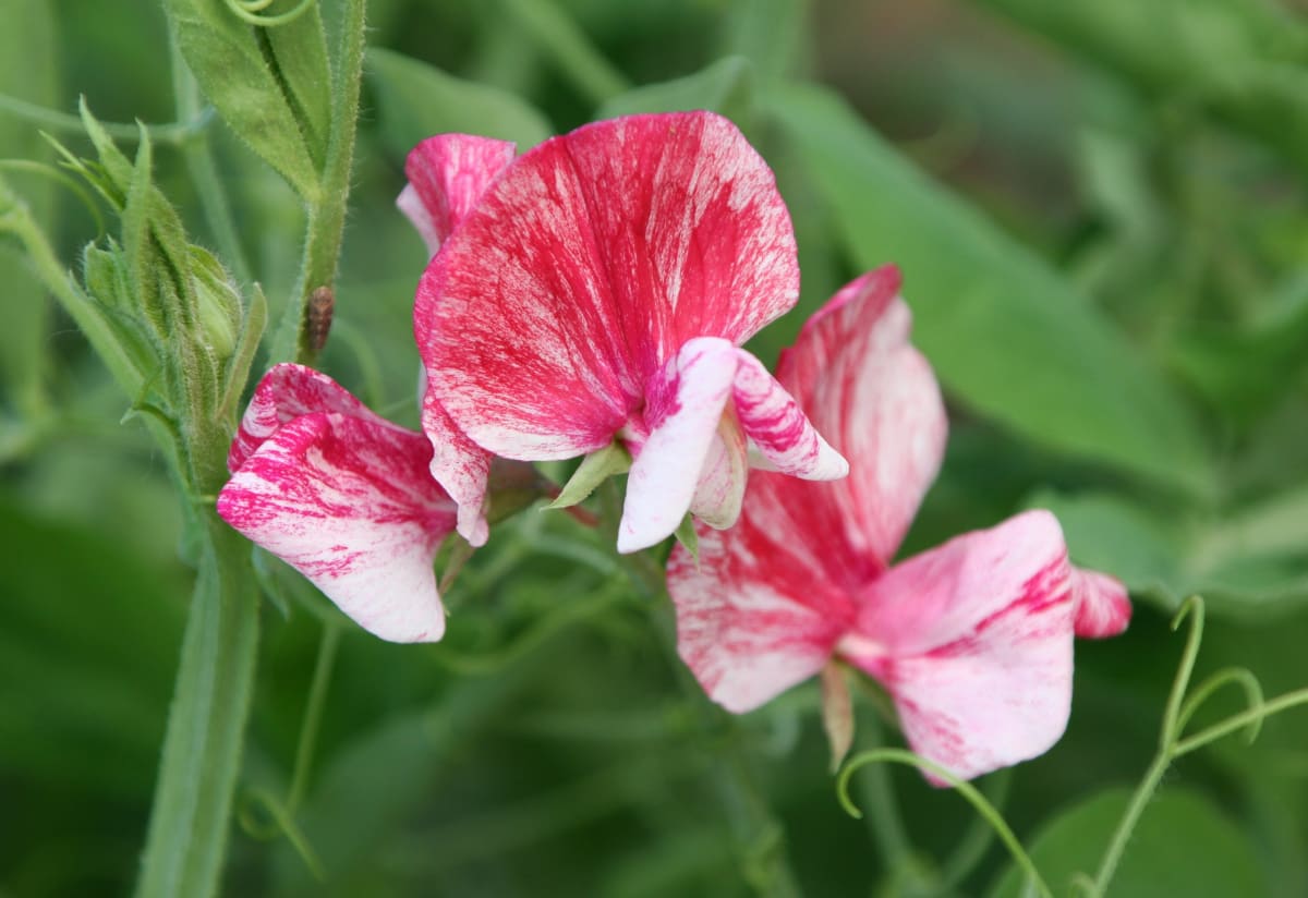 Sweet Pea 'America'