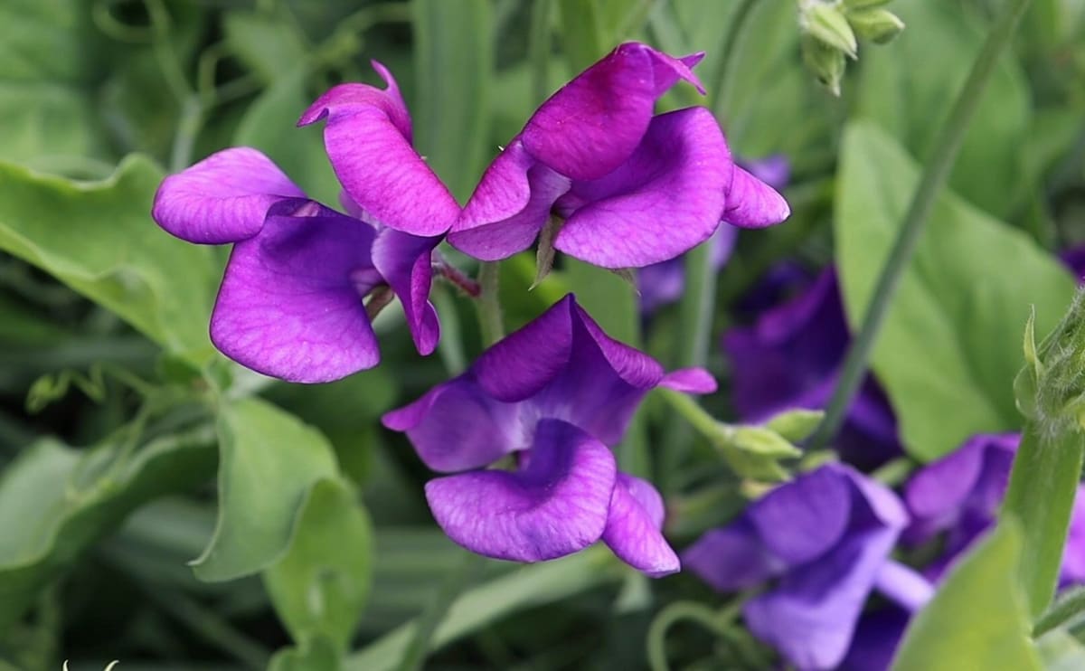 Sweet Pea 'Blue Shift'