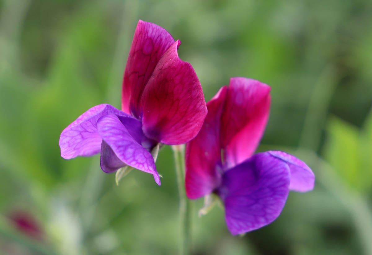 Sweet Pea 'Matucana'