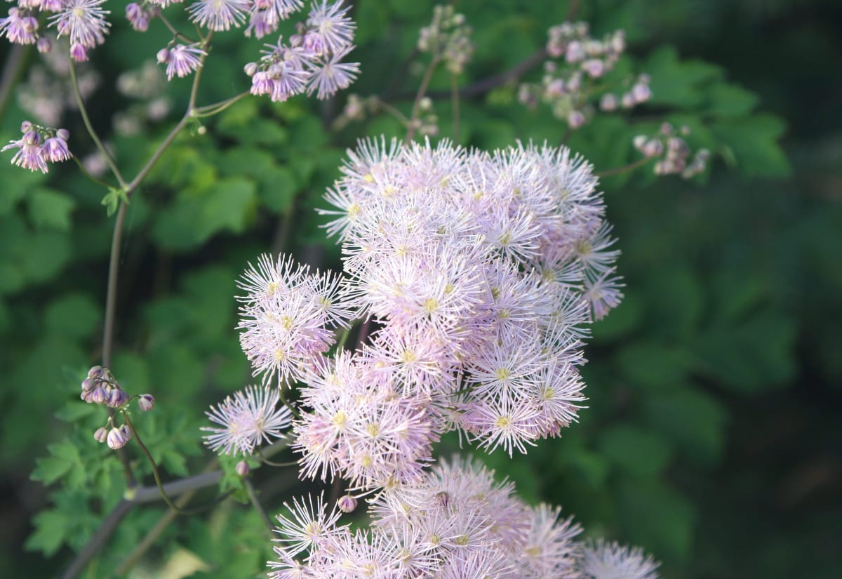 Thalictrum aquilegifolium