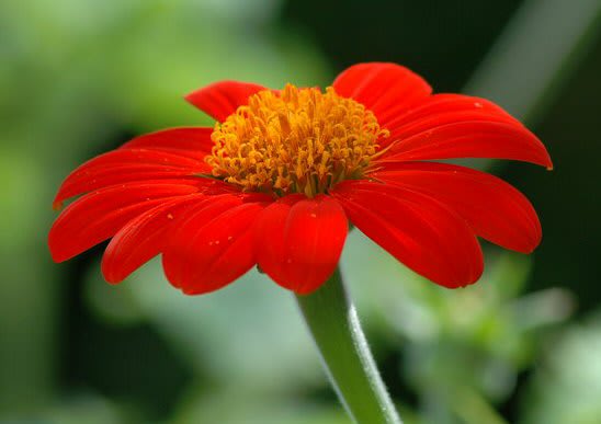 Tithonia rotundifolia 'Torch'