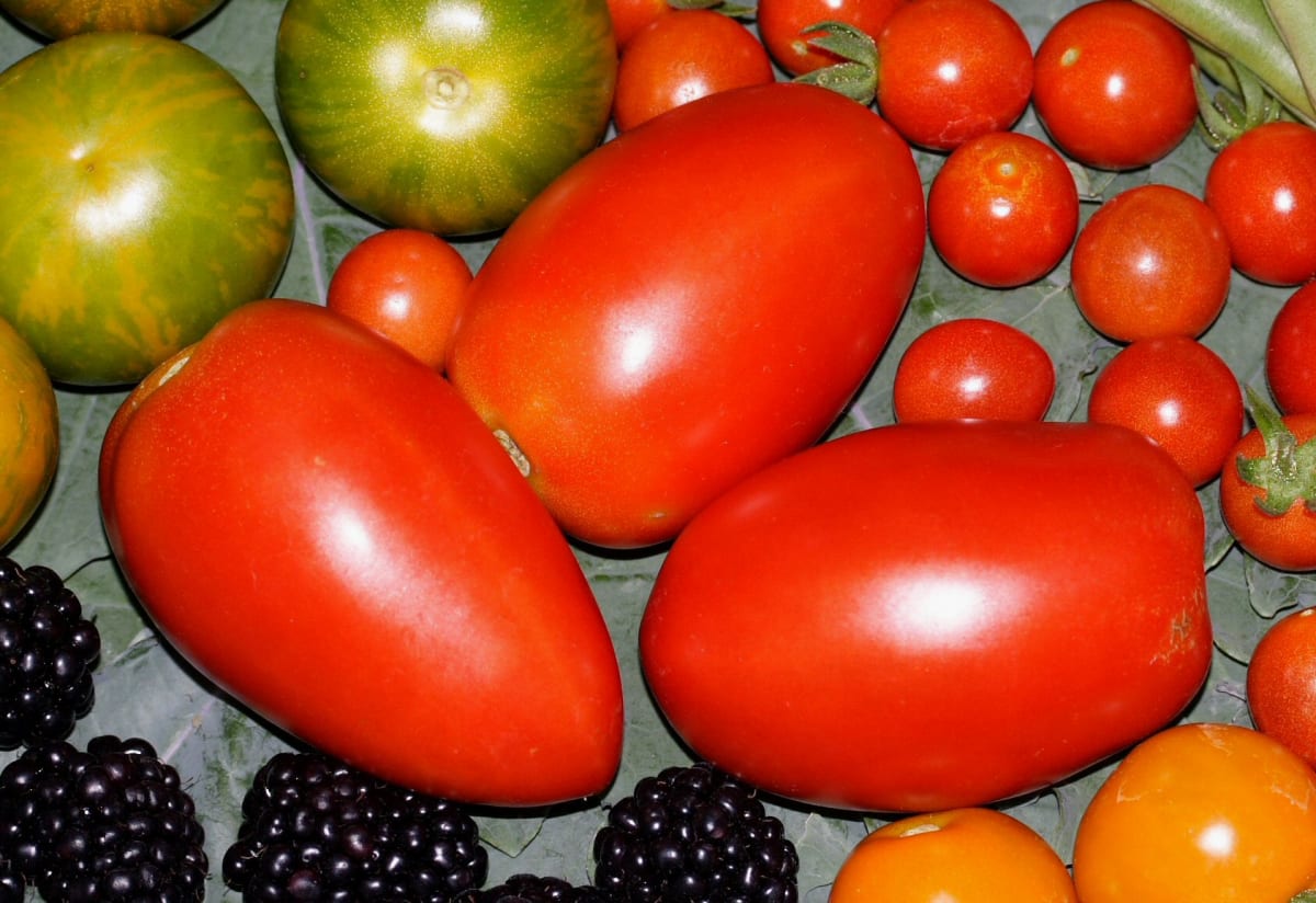 Tomato 'Amish Paste'