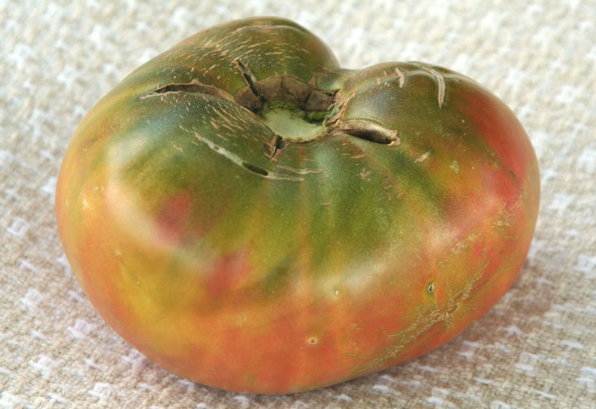 Tomato 'Ananas Noire'