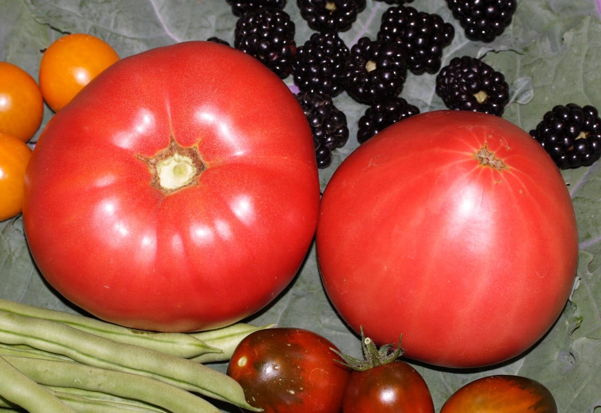Tomato 'Anna Russian'