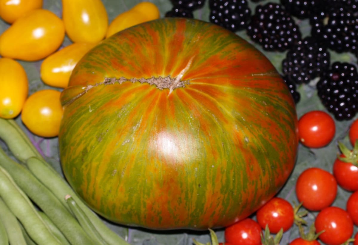 Tomato 'Berkeley Tie-Dye'
