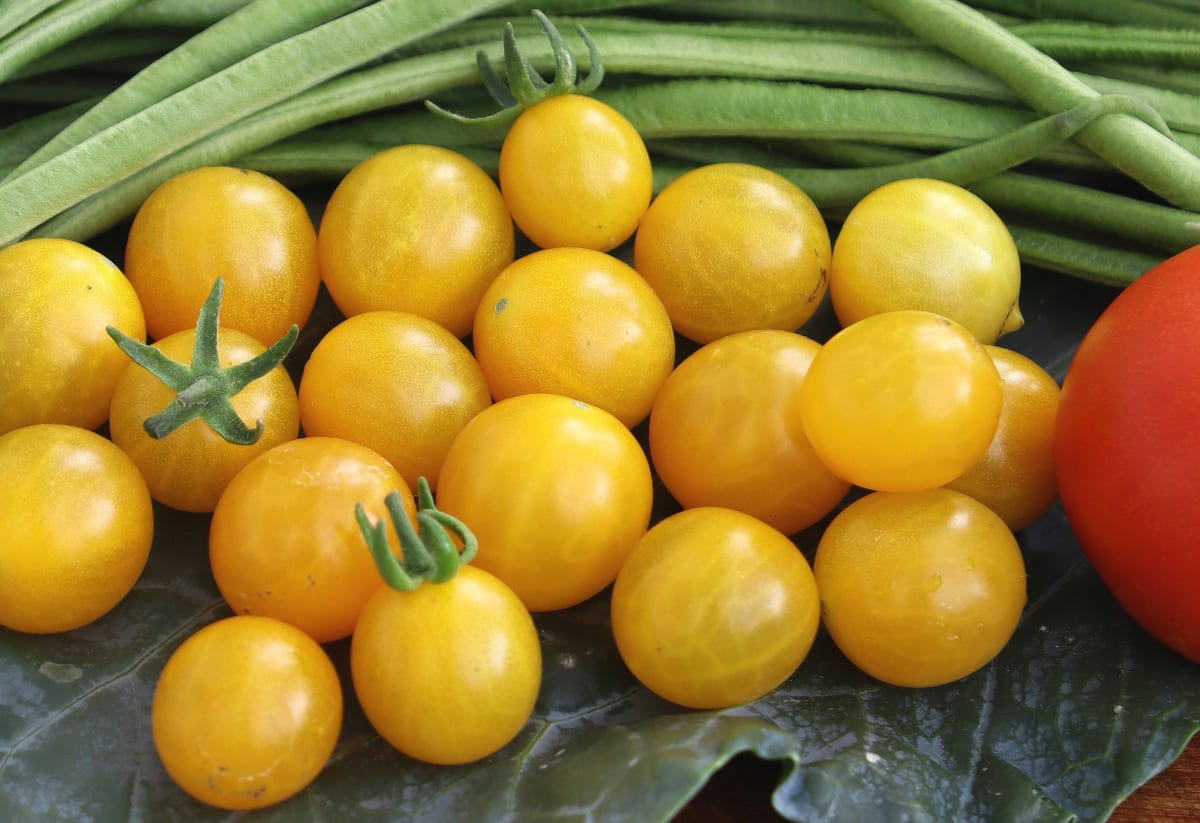 Tomato 'Blondkopfchen'