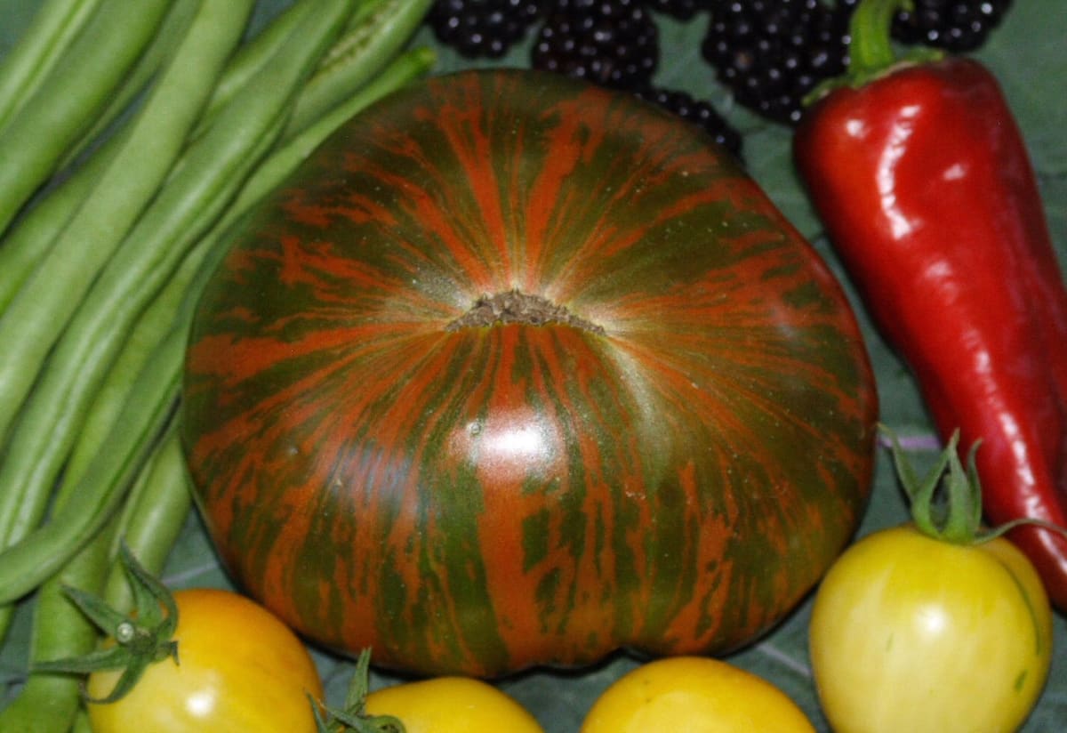 Tomato 'Chocolate Stripes'