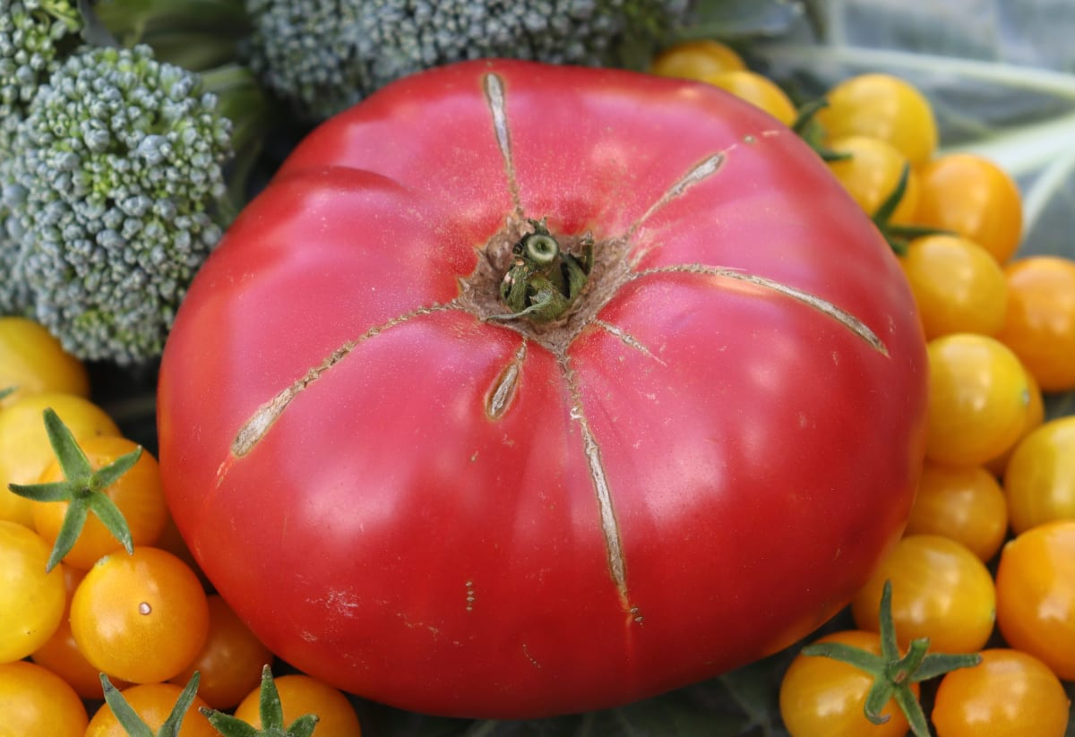 Tomato 'Earl's Faux'