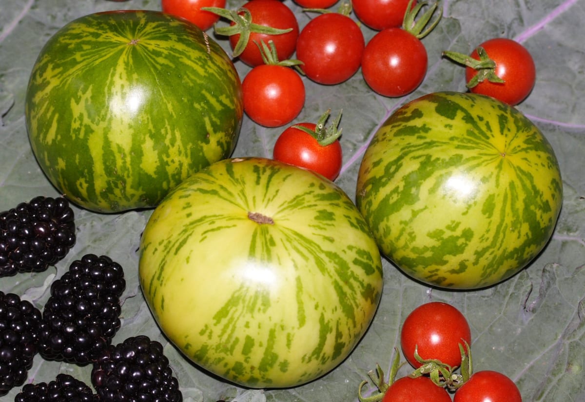 Tomato 'Green Zebra'