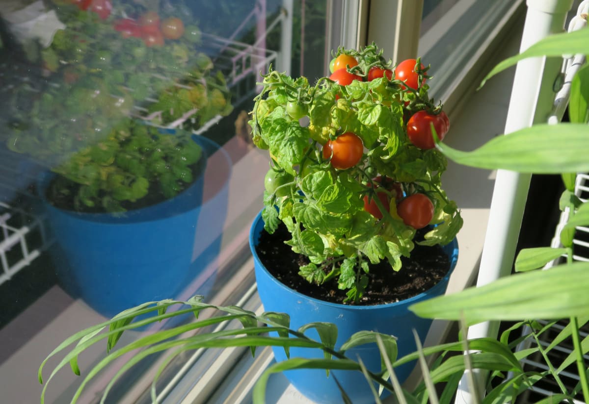 Micro-Dwarf Tomato 'House'
