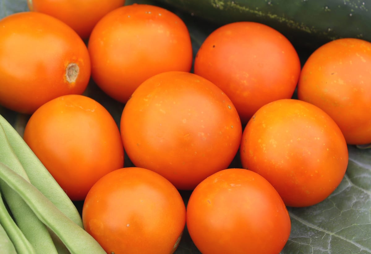 Tomato 'Jaune Flamme'