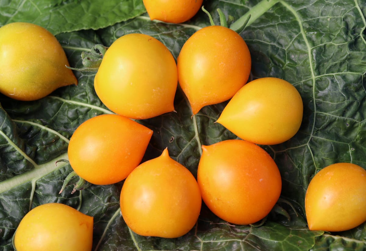 Micro-Dwarf Tomato 'Lil Peeps'