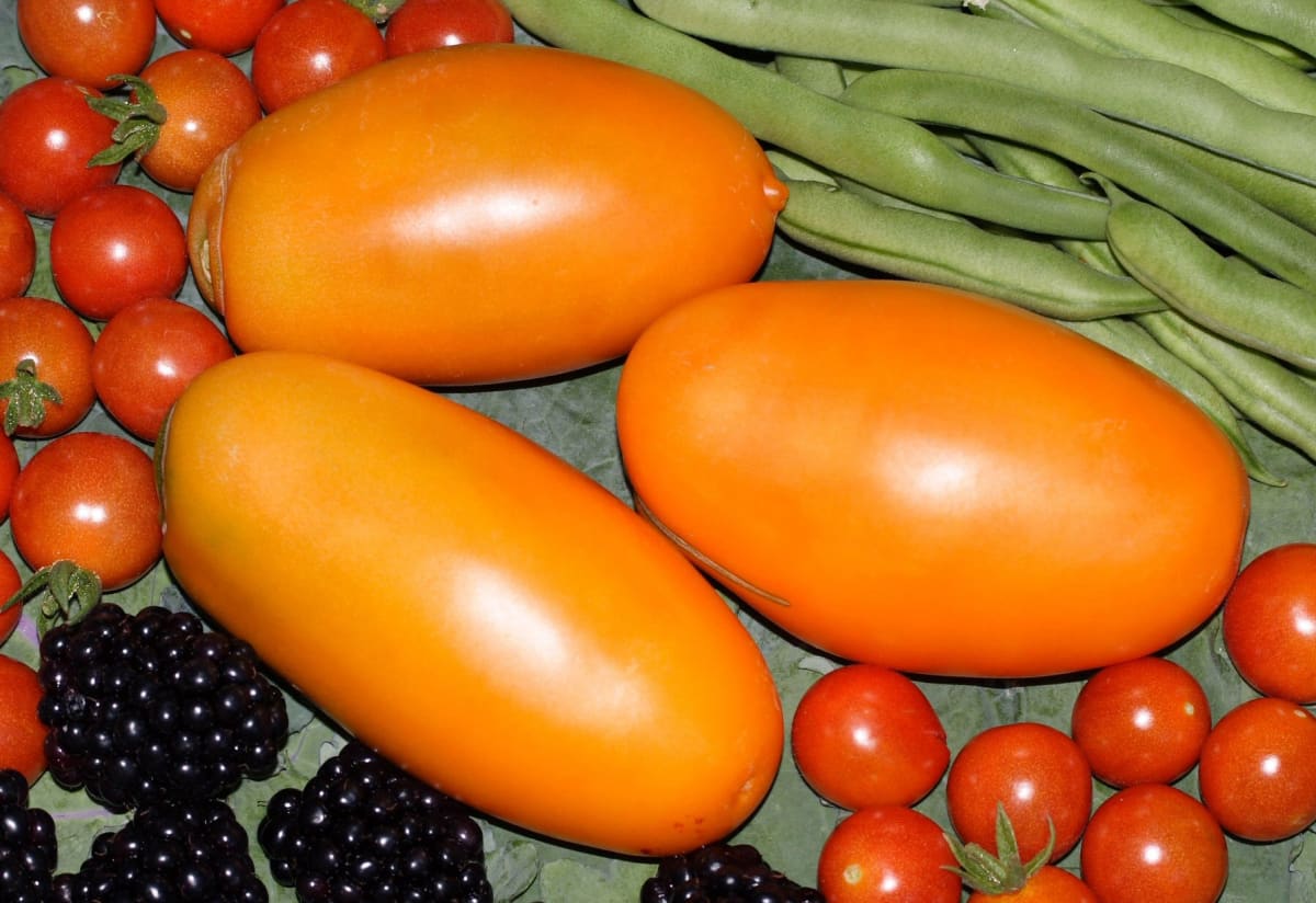 Tomato 'Orange Icicle'